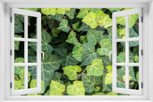 Fototapeta Naklejka Na Ścianę Okno 3D - ivy leaves background