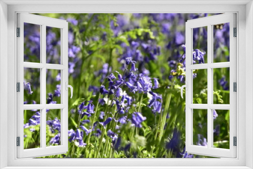 Fototapeta Naklejka Na Ścianę Okno 3D - Bluebells