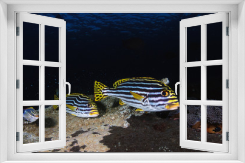 Fototapeta Naklejka Na Ścianę Okno 3D - Amazing underwater world - Plectorhinchus vittatus - Oriental sweetlip. Tulamben, Bali, Indonesia.