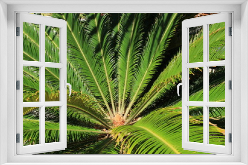 Fototapeta Naklejka Na Ścianę Okno 3D - hibiskus und farne