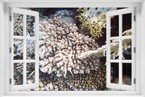 Fototapeta Naklejka Na Ścianę Okno 3D - Coral reef in Egypt