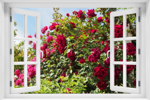 Fototapeta Naklejka Na Ścianę Okno 3D - 公園で咲いていた様々なバラ