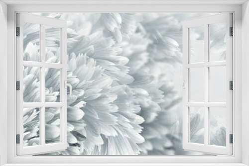 Fototapeta Naklejka Na Ścianę Okno 3D - Floral  white-gray beautiful background.  Flowers and petals dahlia close-up. Flower composition. Greeting card for the holiday. Nature.	..