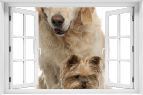 Fototapeta Naklejka Na Ścianę Okno 3D - Golden Retriever, 6 years old, and Yorkshire Terrier