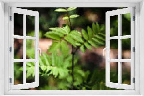 Fototapeta Naklejka Na Ścianę Okno 3D - fern in forest