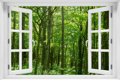 Fototapeta Naklejka Na Ścianę Okno 3D - green bamboo forest
