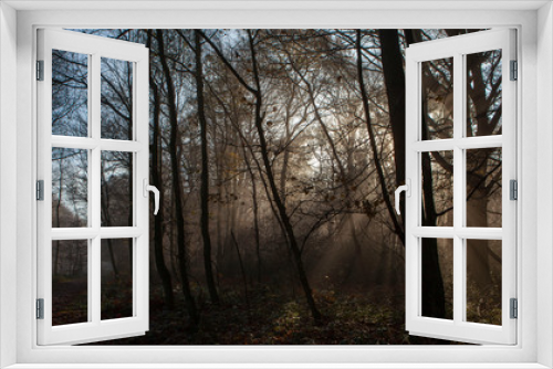 Fototapeta Naklejka Na Ścianę Okno 3D - Morning sunlight in the forest. Foggy. Limburg Netherlands