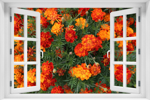 Fototapeta Naklejka Na Ścianę Okno 3D - Top view on Marigolds, Tagetes erecta, Mexican marigold, Aztec marigold, African marigold, in the garden on a flower bed.