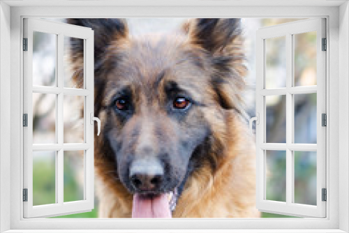 Fototapeta Naklejka Na Ścianę Okno 3D - Portrait of German Shepherd dog.