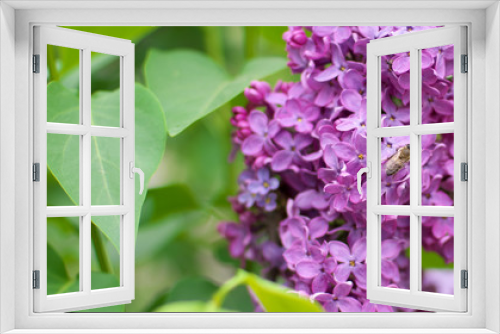 Fototapeta Naklejka Na Ścianę Okno 3D - Lilac flower on bush.