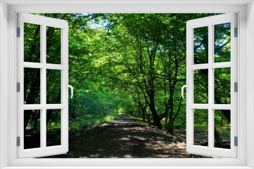 Fototapeta Naklejka Na Ścianę Okno 3D - a dirt road through green forest
