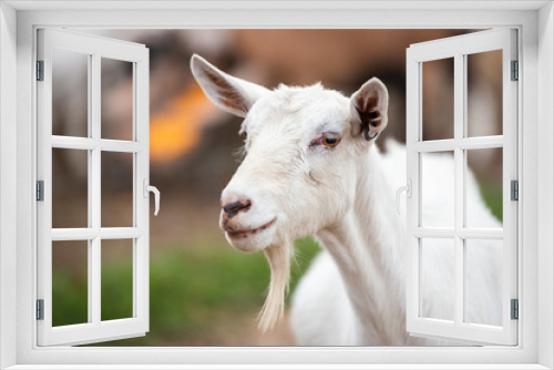 Fototapeta Naklejka Na Ścianę Okno 3D - Goat outside during the day
