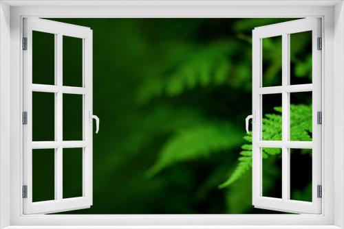 Fototapeta Naklejka Na Ścianę Okno 3D - Green color nature background beautiful nature green leaf image  