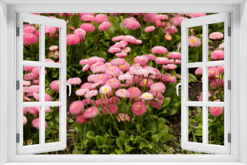 Fototapeta Naklejka Na Ścianę Okno 3D - Pâquerettes pomponnettes de coloris rose (bellis Perennis)