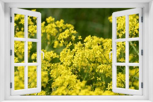 Fototapeta Naklejka Na Ścianę Okno 3D - Small yellow wild flowers on a sunny summer day close up
