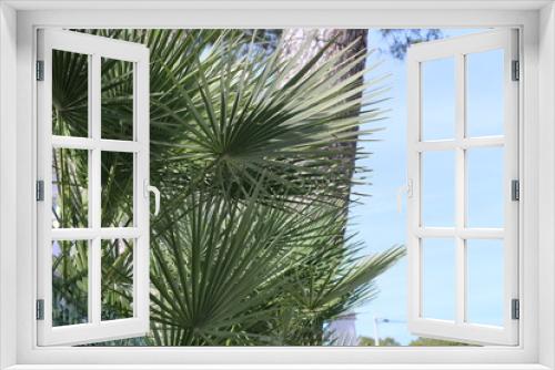 Fototapeta Naklejka Na Ścianę Okno 3D - palm tree on background of blue sky