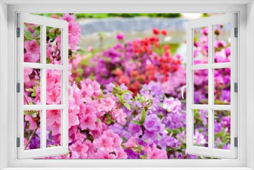 Fototapeta Naklejka Na Ścianę Okno 3D - Pink and violet rhododendrons bloom in garden