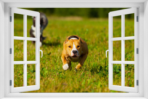 Fototapeta Naklejka Na Ścianę Okno 3D - Friends. Dogs. Staffordshire terrier and border collie walking in a field. Sunny day. Summer.