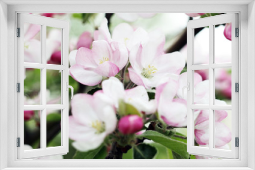 Fototapeta Naklejka Na Ścianę Okno 3D - apple blossom tree flowers background