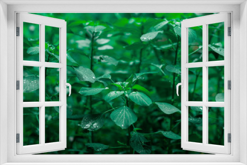 Fototapeta Naklejka Na Ścianę Okno 3D - green leaves nature blackground