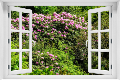 Fototapeta Naklejka Na Ścianę Okno 3D - Rhododendron mit pinkfarbenen Blüten