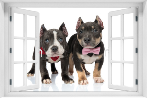 Fototapeta Naklejka Na Ścianę Okno 3D - American Bully puppies standing and looking upwards