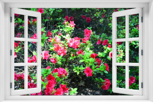 Fototapeta Naklejka Na Ścianę Okno 3D - flower in the garden