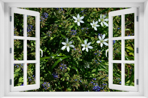 Fototapeta Naklejka Na Ścianę Okno 3D - blue flowers on green background