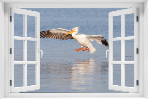 Fototapeta Naklejka Na Ścianę Okno 3D - Pelican Before Landing