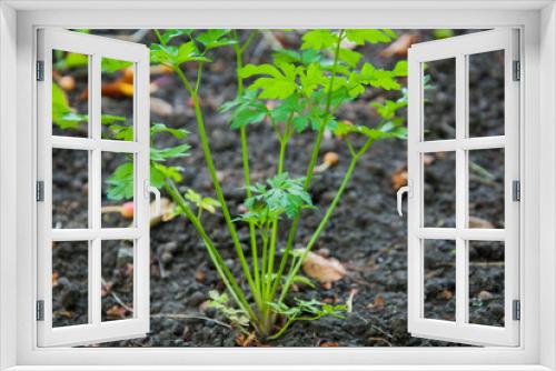 Fototapeta Naklejka Na Ścianę Okno 3D - single parsley bush in the garden