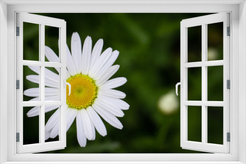 Fototapeta Naklejka Na Ścianę Okno 3D - White daisy flower garden, with drops of dew on petals close-up