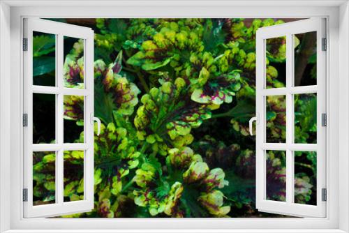 Fototapeta Naklejka Na Ścianę Okno 3D - amaranto plantas