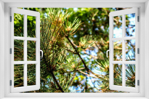 Fototapeta Naklejka Na Ścianę Okno 3D - Pine Tree in Spring