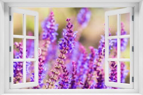 Fototapeta Naklejka Na Ścianę Okno 3D - Outdoor spring, blooming lavender , Salvia nemorosa，lavender