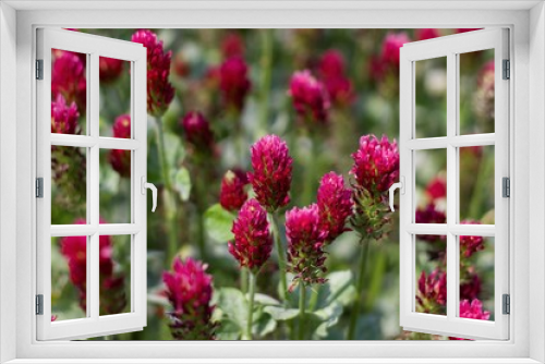 Fototapeta Naklejka Na Ścianę Okno 3D - blooming red clover