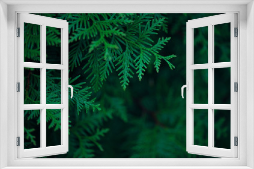 Fototapeta Naklejka Na Ścianę Okno 3D - Green background with branches of thuja