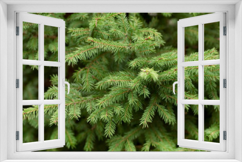 Fototapeta Naklejka Na Ścianę Okno 3D - Spruce branches needles