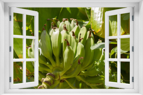 Fototapeta Naklejka Na Ścianę Okno 3D - Wild unripe green bananas, hanging on banana tree