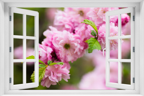 Fototapeta Naklejka Na Ścianę Okno 3D - Flowering bush May pink roses in the garden