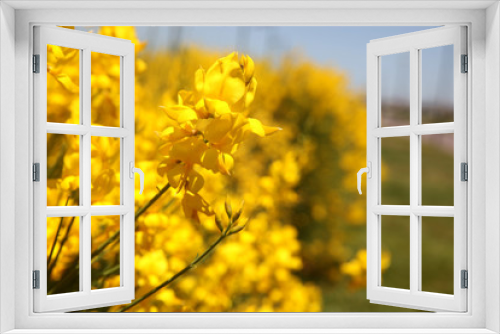Fototapeta Naklejka Na Ścianę Okno 3D - Flowering of broom in spring, yellow flower flowering in spring 