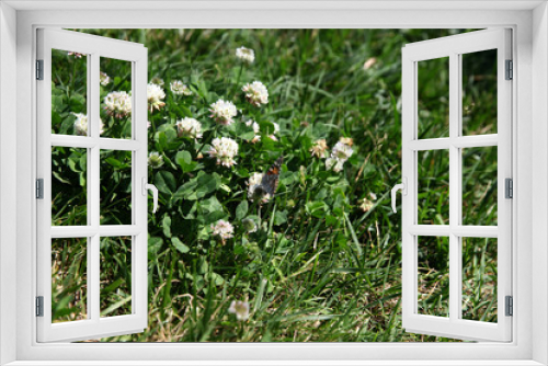 Fototapeta Naklejka Na Ścianę Okno 3D - Summer landscape in the foreground meadow flowers with focus on a white butterfly on a flower