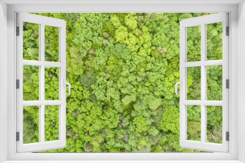 Fototapeta Naklejka Na Ścianę Okno 3D - Beautiful green forest, background. Top view