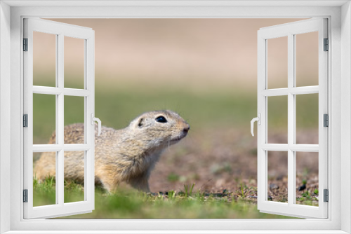 Fototapeta Naklejka Na Ścianę Okno 3D - A wild european ground squirrel