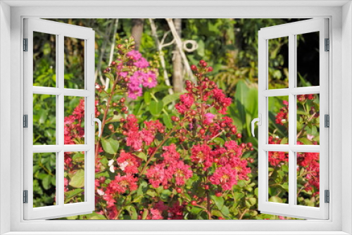 Fototapeta Naklejka Na Ścianę Okno 3D - Beautiful red flower Lagerstroemia Blossom on branches with green nature blurred background, also known as crape myrtle or crepe myrtle.
