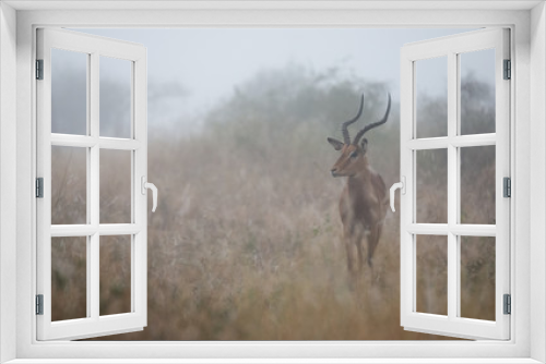 Fototapeta Naklejka Na Ścianę Okno 3D - Impala ram in the mist