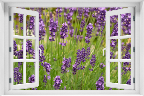 Fototapeta Naklejka Na Ścianę Okno 3D - Lavender flowers in full bloom