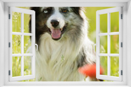 Fototapeta Naklejka Na Ścianę Okno 3D - Border collie dog with poppy flowers