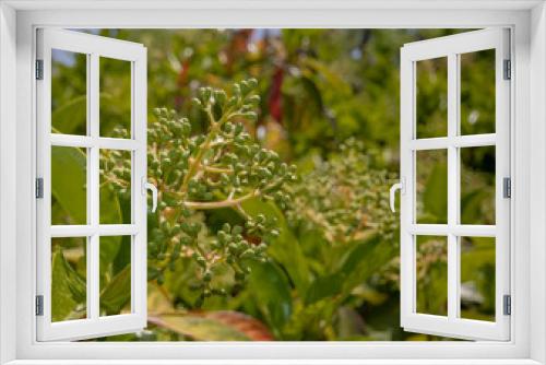 Fototapeta Naklejka Na Ścianę Okno 3D - The green version of the fruits of the glossy privet plant. Close up...