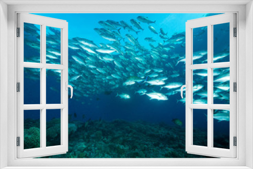 Fototapeta Naklejka Na Ścianę Okno 3D - Fischschwarm