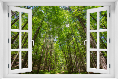 Fototapeta Naklejka Na Ścianę Okno 3D - green forest in spring time